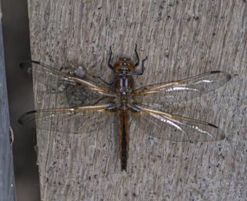 Libellula fulva